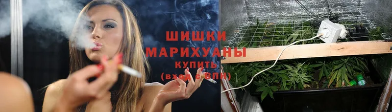 где найти наркотики  Звенигово  МАРИХУАНА THC 21% 